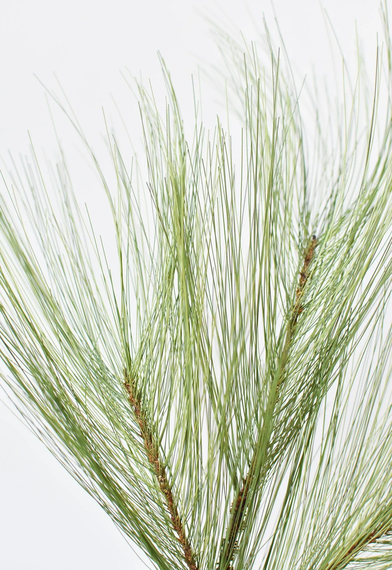 21” Long Needle Pine Spray