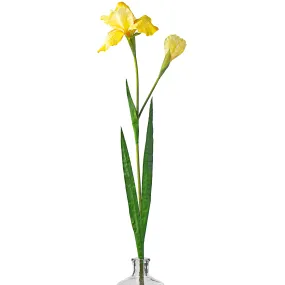 37" Bearded Iris Spray: Yellow