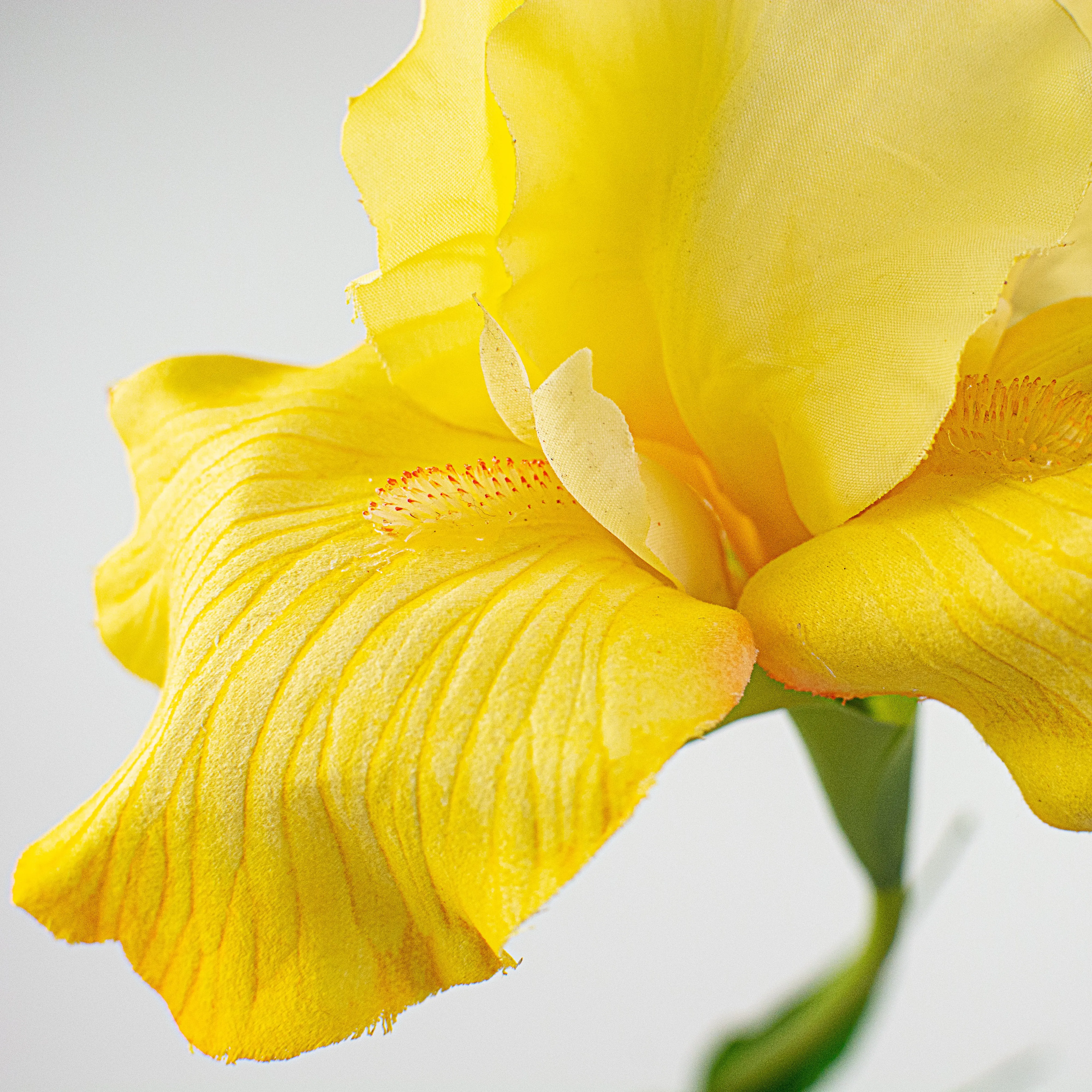 37" Bearded Iris Spray: Yellow