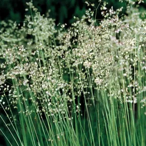 Quaking Grass